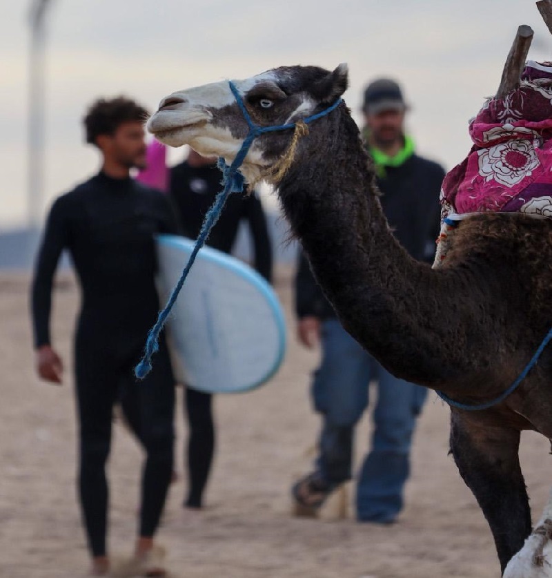 Game of Thrones & Essaouira: Ride the Wind Where History Meets Fantasy